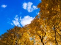 autumn vivid yellow maple trees foliage on blue sky with white clouds background - full frame upward view from below Royalty Free Stock Photo