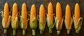 Row of Baby Corn Cobs Royalty Free Stock Photo
