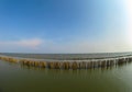 Row of Bamboo shore coastal protection in a bay of Samut Prakan Province, Thailand.