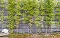 Row of31 bamboo trees against wooden fence in Japanese garden. Kanazawa, Japan Royalty Free Stock Photo