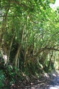 A row of Banyan trees alongside the Hawaii Belt Road in Hawaii