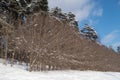 A row of bare bushes behind them are tall pine trees with white caps of snow against the blue sky, winter background Royalty Free Stock Photo