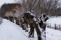 Row of bare Pollard willows covered with snow in winter Royalty Free Stock Photo