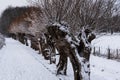 Row of bare Pollard willows covered with snow in winter