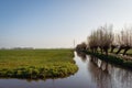 Row of bare pollard willows in a Dutch polder landscape