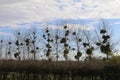 Row of bare trees with mistletoe clusters under a blue sky with white fluffy clouds Royalty Free Stock Photo