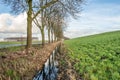 Row of bare trees reflected in the water Royalty Free Stock Photo