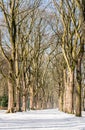 Row of bare trees and a walking path covered with snow in the Elisabeth park