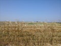 Solitary stalks of Barley