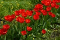 Row of beautiful blooming red tulips on a background of green fresh grass and small yellow flowers. Royalty Free Stock Photo
