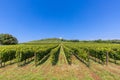 Row of beautiful grape yard before sunset with mountain in Tokaj, Hungary