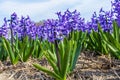 Row of beautiful purple dutch common hyacinth flowers close up