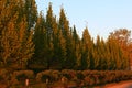 A row of beautiful trees along the road, illuminated by the morning rising sun Royalty Free Stock Photo