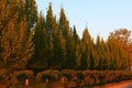 A row of beautiful trees along the road, illuminated by the morning rising sun