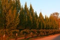 A row of beautiful trees along the road, illuminated by the morning rising sun Royalty Free Stock Photo