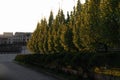 A row of beautiful trees along the road in a quiet residential area, illuminated by the morning rising sun