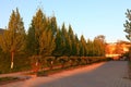 A row of beautiful trees along the road, warmly illuminated by the morning rising sun Royalty Free Stock Photo