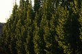 A row of beautiful trees in a quiet residential area, illuminated by the morning rising sun