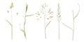 Row from beautiful wild grasses like orchard grass, barren brome and ryegrass isolated on a white background with copy space