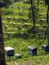 A row of bee hives in the field of a farm Royalty Free Stock Photo