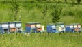 A row of bee hives in a field of flowers with an orchard behind Royalty Free Stock Photo
