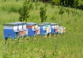 A row of bee hives in a field of flowers with an orchard behind