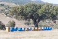 A row of bee hives in a field of flowers with an orchard behind Royalty Free Stock Photo