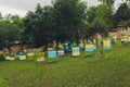 A row of bee hives in a field of flowers with an orchard behind. Royalty Free Stock Photo