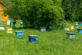 A row of bee hives in a field of flowers with an orchard behind. Shulgan-Tash Nature Reserve. Royalty Free Stock Photo
