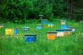 A row of bee hives in a field of flowers with an orchard behind. Royalty Free Stock Photo