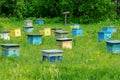 A row of bee hives in a field of flowers with an orchard behind. Royalty Free Stock Photo