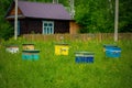 A row of bee hives in a field of flowers with an orchard behind. Royalty Free Stock Photo