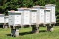 Row of beehives Royalty Free Stock Photo
