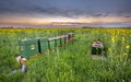 Row of Beehives in a canola field