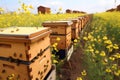 beehives in a field of yellow flowers. AI Generated