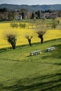 Beehives near a yellow rapeseed field in agricultural landscape