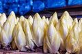 Row of belgian endive chicory vegetable on a farm Royalty Free Stock Photo