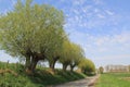 A row of pollard willows with green leaves along a road in holland