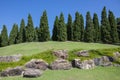A row of big pine trees on the sloping lawn with blue sky and the rock decorate in the garden Royalty Free Stock Photo
