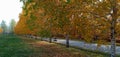 A row of birches along the road along which people walk. Autumn nature in the city. Royalty Free Stock Photo