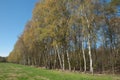 Row of birches in spring