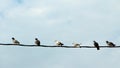 Row of birds Royalty Free Stock Photo