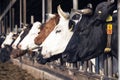 Row of black and white holstein cows in half open stable Royalty Free Stock Photo
