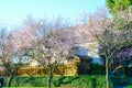 Row of blooming cherry trees near suburban house in Seattle with tall wooden fence Royalty Free Stock Photo