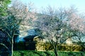 Row of blooming cherry trees near suburban house in Seattle with tall wooden fence Royalty Free Stock Photo