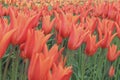Row of blooming orange tulip. Royalty Free Stock Photo