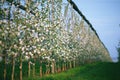 Row of blooming young apple trees in spring time Royalty Free Stock Photo