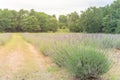 Blooming row of lavender bushes in late spring at flower farm in Gainesville, Texas, USA