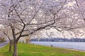 Row of blossoming cherry trees in East Potomac Park near the water, Washington DC, USA. Royalty Free Stock Photo