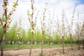 a row of blossoming plum trees Royalty Free Stock Photo